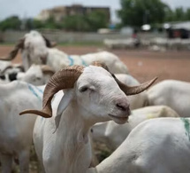 Mairie de Ouakam : démenti formel sur une prétendue distribution de moutons de Tabaski