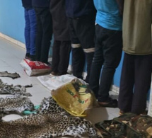 Kédougou : Démantèlement d’un réseau de trafic d’espèces protégées, sept trafiquants arrêtés en possession de peaux de léopard et d’hyène