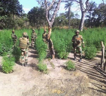 Lutte antidrogue en Casamance : Près de 400 hectares de chanvre indien détruits dans les îles Karones