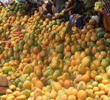 Lutte et contrôle des mouches des fruits en Afrique de l'Ouest : L'Afd et la Cedeao injectent plus de 15 milliards pour éradiquer le fléau