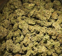 Thiès I Interpellation et importante saisie : 2,5 kg de chanvre indien saisis, un homme arrêté pour trafic de drogue