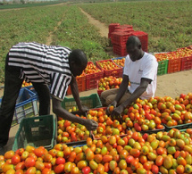 Horticulture et croissance : un forum national annoncé pour structurer un levier stratégique
