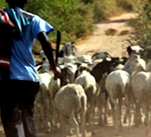 Vols de bétail : un maillon essentiel d'une bande arrêté à Keur Ndiaye Lo