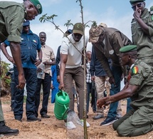 Mbao : Diomaye Faye donne le coup d’envoi de la caravane de reboisement pour un million d’arbres en 48h