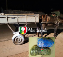 Trafic de drogue à Sandiara : 42 kg de chanvre indien saisis par l’OCRTIS