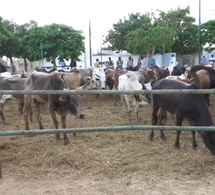 Magal 2025 : Mobilisation de bœufs de Serigne Khadim Lo Gaydel à Touba-Bakhdad