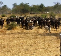 Sénégal : Forte baisse du secteur primaire au mois de juin