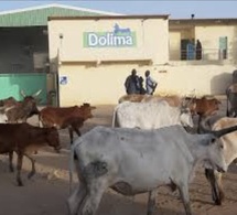 Braquage spectaculaire à l’usine « Dolima » : Richard-Toll sous le choc