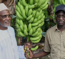Filière banane : «L’autosuffisance à notre portée », affirme le ministre Mabouba Diagne