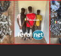 Kédougou : la Brigade des Stupéfiants interpelle trois individus en possession de chanvre indien et de Tramadol