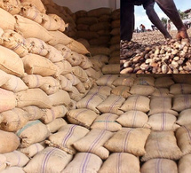 Cajou : la Casamance face à une mévente malgré 150 000 tonnes exportées, les acteurs appellent l’État à miser sur la transformation locale