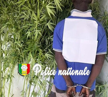 Interpellation pour culture de chanvre indien : 30 plants de cannabis saisis par l’OCRTIS à Kédougou