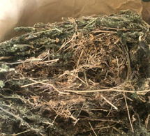 Trafic de drogue à Dieuppeul-Derklé : Interpelé en possession d’un cornet de chanvre, un individu tombe avec d’autres lots de stupéfiants