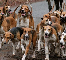 Santé publique – Journée mondiale de la rage : 1.635 chiens errants éliminés et 2.000 vaccinés en 2024 pour lutter contre la rage