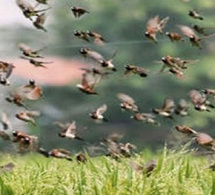 A Matam, des champs ravagés : Les oiseaux granivores dévastent des hectares de cultures dans la commune d’Ogo