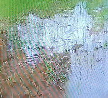 Bassin de l’Anambé : les producteurs dénoncent un “chantier abandonné” et appellent l’État au secours