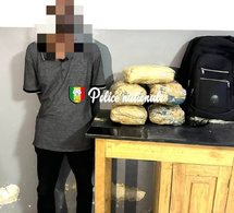 Sédhiou : Un individu interpellé avec 20 kg de chanvre indien
