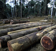 Mettre un terme à la déforestation en Afrique