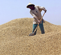 Campagne arachidière : Les producteurs réclament entre 350 et 500 FCfa/kg, avant l’ouverture de la commercialisation