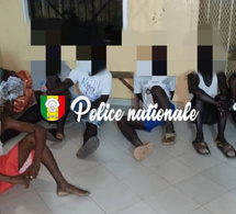 Sédhiou : Huit individus interpellés pour vol de bétail et abattage clandestin