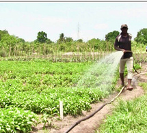 Thiès : Des producteurs maraîchers en détresse dénoncent la mauvaise gestion du matériel agricole, la mévente et le pourrissement des produits