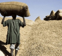 Commercialisation de l’arachide : Le démarrage de la campagne prévu lundi