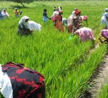 Ross-Béthio : les riziculteurs du Sénégal mobilisés contre la mévente du riz
