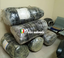 Trafic de drogue : l’OCRTIS met la main sur 196 kg de chanvre indien à Thiès
