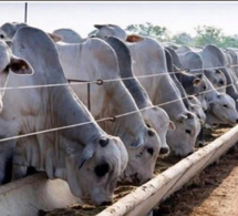 Réception des 1 050 bovins en provenance du Brésil : L'État se fixe un objectif de 150 000 têtes