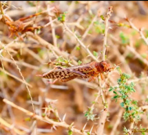 Criquets pèlerins : Le Sénégal renforce la riposte pour protéger les cultures dans le nord