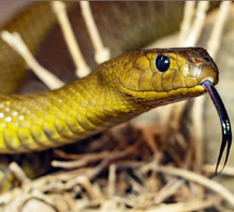 Bignona : Une élève du lycée de Badiouré meurt après une morsure de serpent