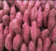 Baisse de production de la patate : Le sel grignote les terres du lac de Guiers