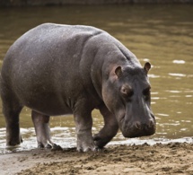 L’hippopotame ressort de son lit : Gouloumbou se prépare à abattre l’animal