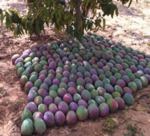 Améliorer la compétitivité de la mangue : Un pari pour le Sénégal