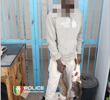 Corniche : un suspect déféré pour vente présumée de viande de chat