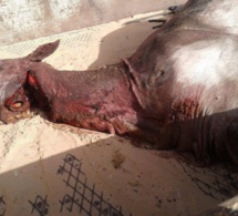 Photos: les images du cheval tué et en cours de dépeçage...au Technopole