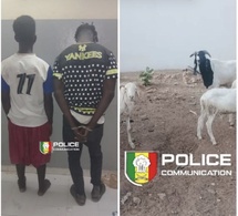 Vol de bétail : deux suspects arrêtés, un complice en fuite