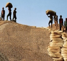 Campagne agricole : « Deux mois sans être payés », le cri de détresse des opérateurs à Kaolack