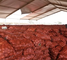 Régulation du marché de l’oignon : Le Sénégal suspend les ventes des agro-business pour protéger les petits producteurs