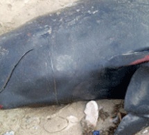 Guédiawaye : Une baleine à bosse s'échoue sur la plage