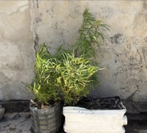 Trafic de drogue à Dakar : un cultivateur à domicile arrêté par la Gendarmerie à Grand-Yoff