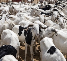 On attend les clients" : Entre blocus au Mali et spéculation, le prix du bélier atteint des sommets !