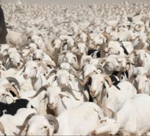 Tabaski 2026 : l’État renforce son dispositif pour sécuriser l’approvisionnement en moutons