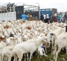 Dahra Djoloff : 24 moutons volés, les coupables enfin démasqués