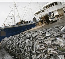 Pêche démersale côtière : la CONAPED réclame le retrait de l’arrêté ministériel