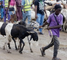 Nigeria: l'insécurité et la flambée de l'essence font grimper les prix des moutons pour l'Aïd