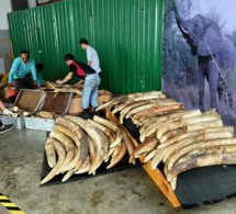 Singapour détruit près de huit tonnes d'ivoire de contrebande
