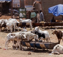 De Dakar à Sédhiou : Radiographie d'une cherté généralisée sur le marché du mouton