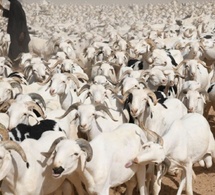 Tabaski 2026 : le Sénégal franchit le cap du million de moutons malgré des tensions sur les coûts