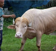 Bangladesh : le buffle "sosie" de Trump échappe à l'abattoir et rejoint un zoo